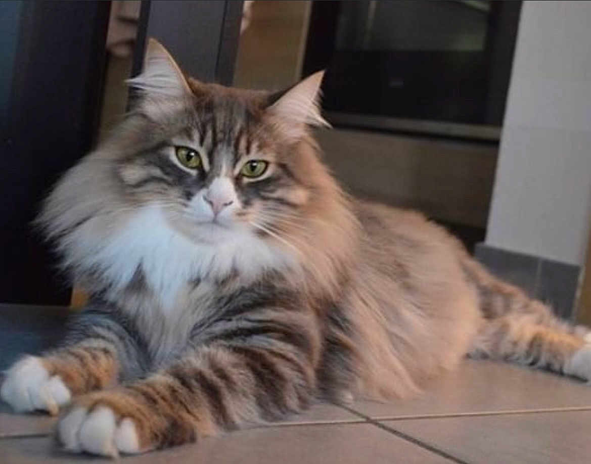 Simba a rejoint le concours — aidez-le/la à gagner de superbes lots ! abyssinian, angora, animal, brasssection, cat, egyptiancat, electronics, hardware, horn, indoors, kitten, manx, musicalinstrument, pet, snout
