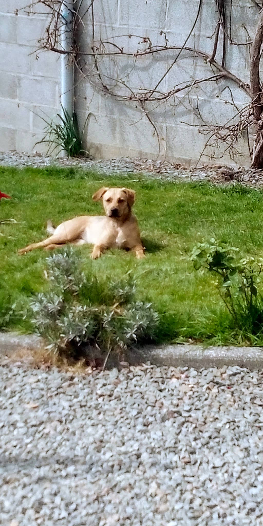 Shaya a rejoint le concours — aidez-le/la à gagner de superbes lots ! adventure, ancient_dog_breeds, ball, canidae, carnivore, companion_dog, dog, dog_breed, fawn, grass, gun_dog, hunting_dog, landscape, plant, retriever, sporting_group, street_dog, tail, tree, working_animal