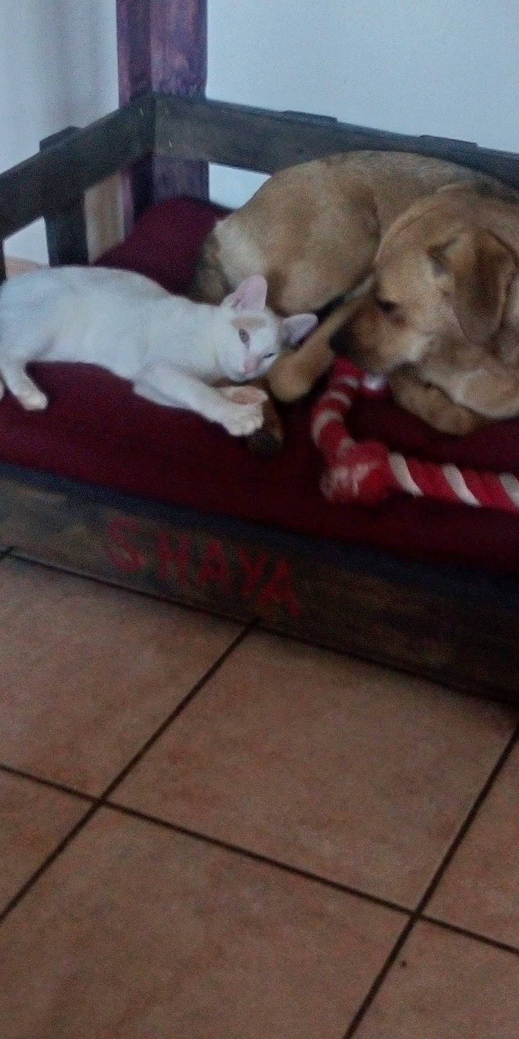 Shaya participe au concours pour gagner de l'argent avec cette photo : carnivore, comfort, companion_dog, couch, dog, dog_bed, dog_breed, fawn, felidae, floor, flooring, hardwood, paw, small_to_medium_sized_cats, snout, sofa_bed, studio_couch, tail, whiskers, wood