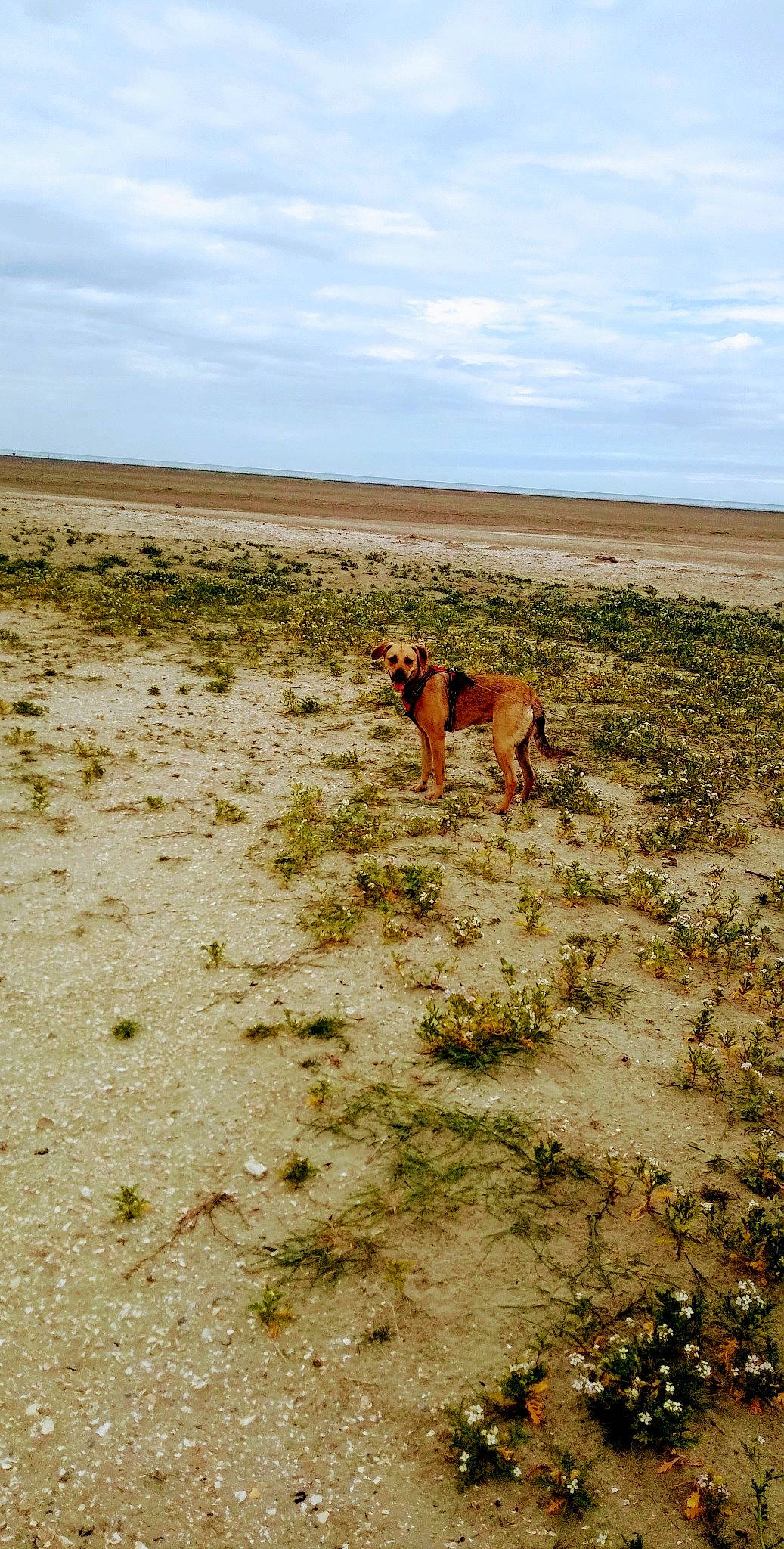 Shaya participe au concours pour gagner de l'argent avec cette photo : carnivore, cloud, coast, dog, dog_breed, fawn, grass, grassland, horizon, landscape, ocean, plain, plant, prairie, sand, sky, soil, steppe, terrestrial_animal, wildlife