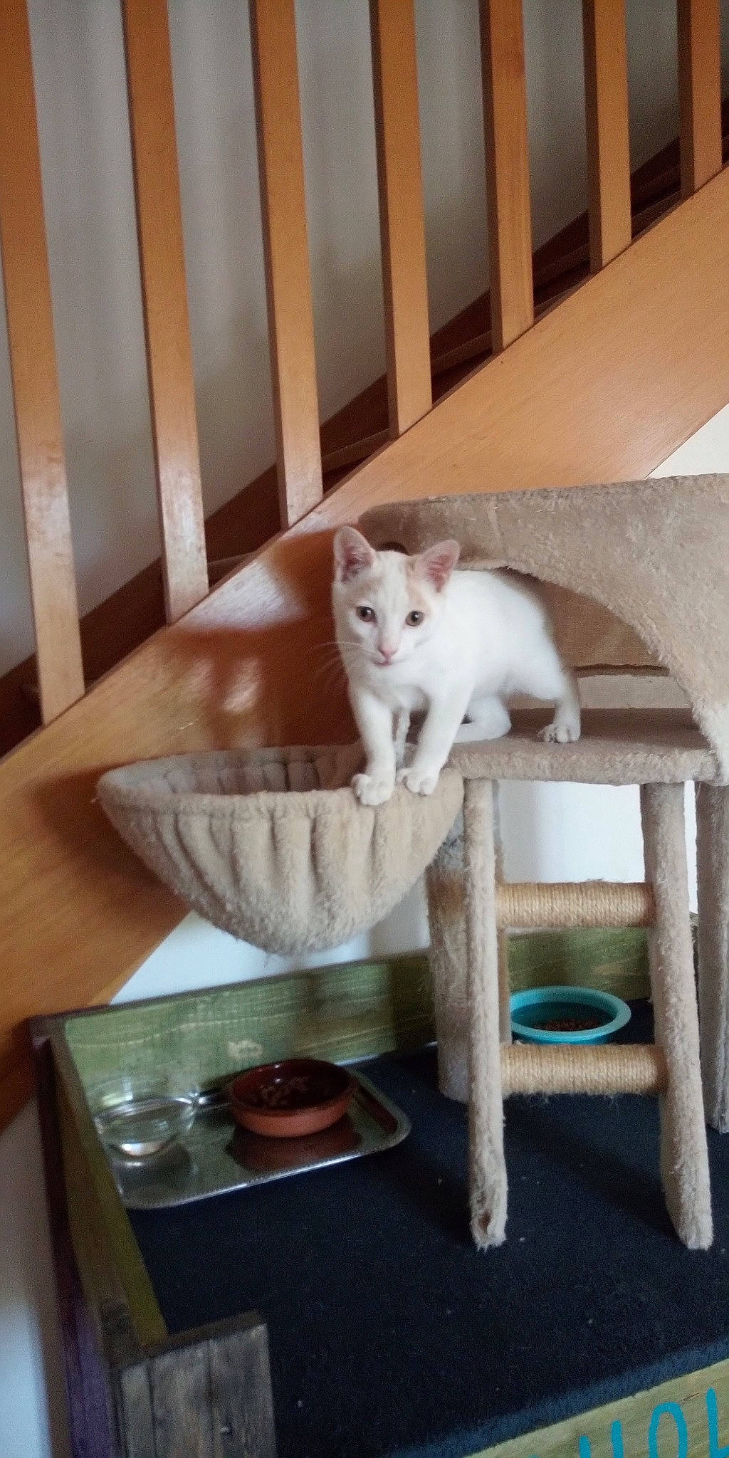 T'Choupi participe au concours pour gagner de l'argent avec cette photo : carnivore, cat, cat_supply, domestic_short_haired_cat, fawn, felidae, flooring, hardwood, mammal, pet_supply, plate, room, serveware, small_to_medium_sized_cats, table, tableware, tail, vertebrate, whiskers, wood