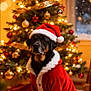 dog, christmas_tree, christmas_lights, holiday, festive, santa_hat, santa_claus_outfit, indoor, decorations, ornaments, red, fur, canine, pet, winter, celebration, cozy, warm_lighting, floor, window