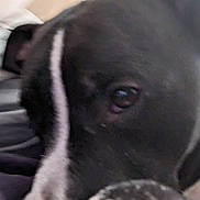 Neaveh is registered to the contest to win money with this photo: animal, boxer, bulldog, canine, clothing, dalmatian, dog, face, greatdane, head, hound, husky, labradorretriever, person, pet, pitbull, pointer, puppy, snout, undershirt