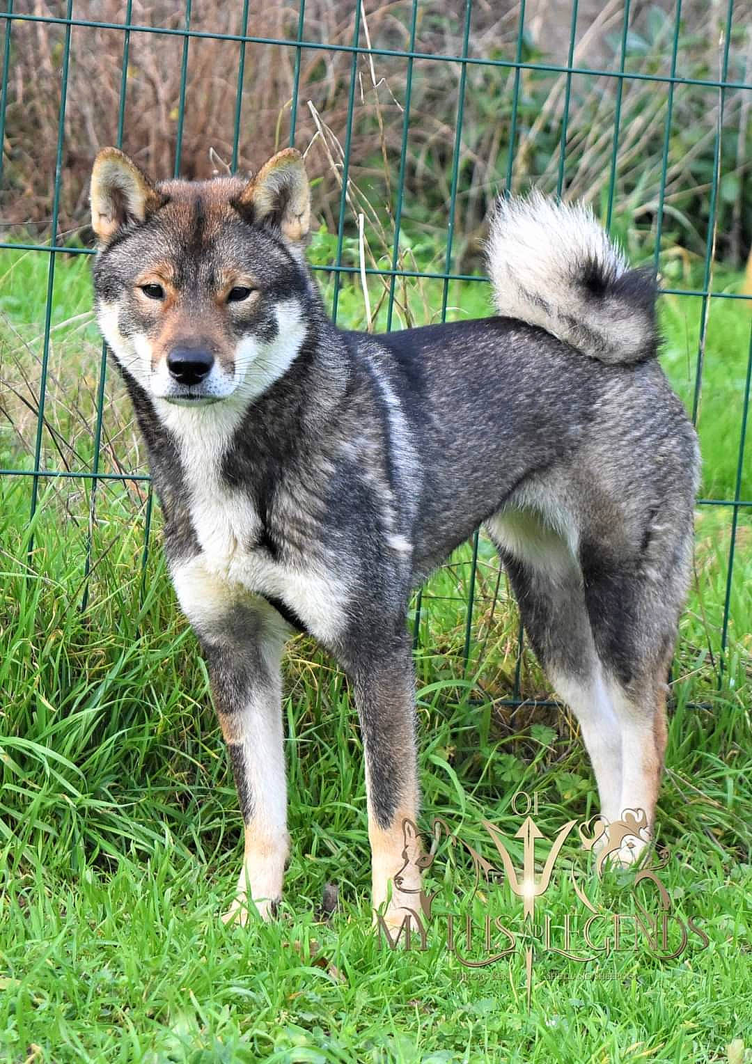 Yumi participe au concours pour gagner de l'argent avec cette photo : ancient_dog_breeds, canis, canis_lupus_tundrarum, carnivore, companion_dog, dog, dog_breed, fence, fur, grass, pet_supply, plant, sled_dog, snout, sulimov_dog, tail, terrestrial_animal, wildlife, wolf, working_dog