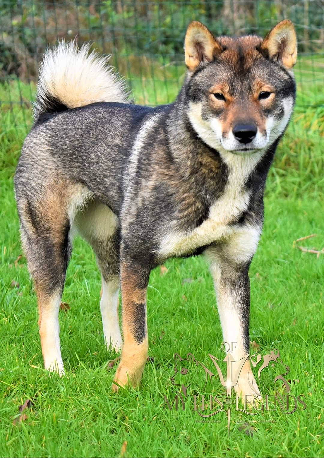 Yumi participe au concours pour gagner de l'argent avec cette photo : art, canidae, canis, canis_lupus_tundrarum, carnivore, dog, dog_breed, fur, grass, plant, snout, sporting_group, sulimov_dog, tail, terrestrial_animal, tree, whiskers, wildlife, wolf, working_dog