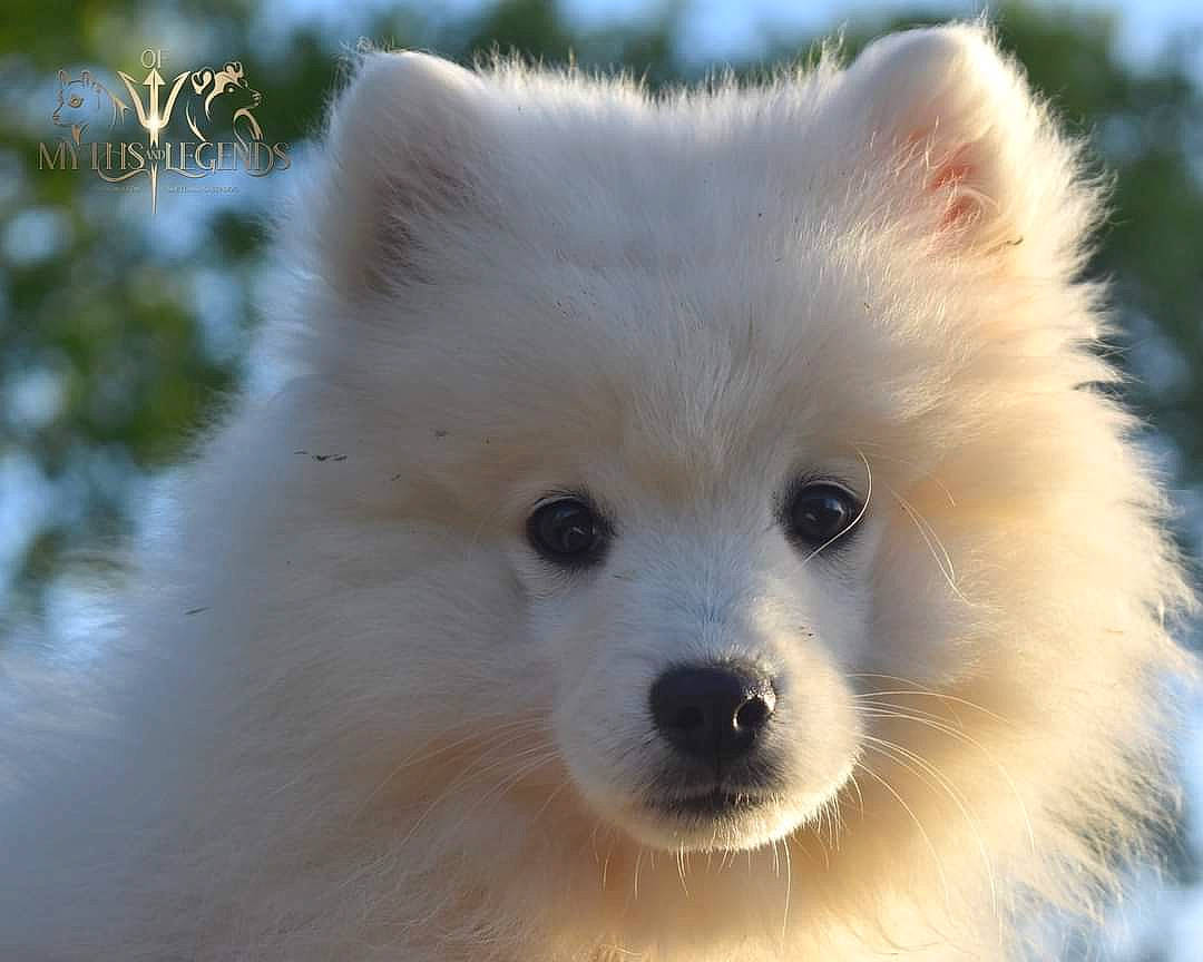 Suzaku a rejoint le concours — aidez-le/la à gagner de superbes lots ! american_eskimo_dog, ancient_dog_breeds, carnivore, companion_dog, dog, dog_breed, fur, german_spitz, german_spitz_klein, german_spitz_mittel, indian_spitz, japanese_spitz, non_sporting_group, samoyed, snout, spitz, sporting_group, volpino_italiano, whiskers