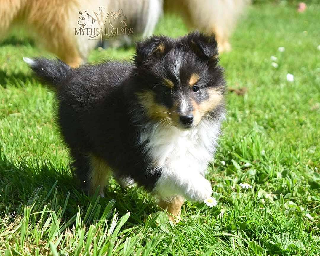 Achille a rejoint le concours — aidez-le/la à gagner de superbes lots ! canidae, carnivore, collie, companion_dog, dog, dog_breed, grass, herding_dog, plant, puppy, snout, sporting_group, tail, terrestrial_animal, toy_dog, whiskers, working_dog