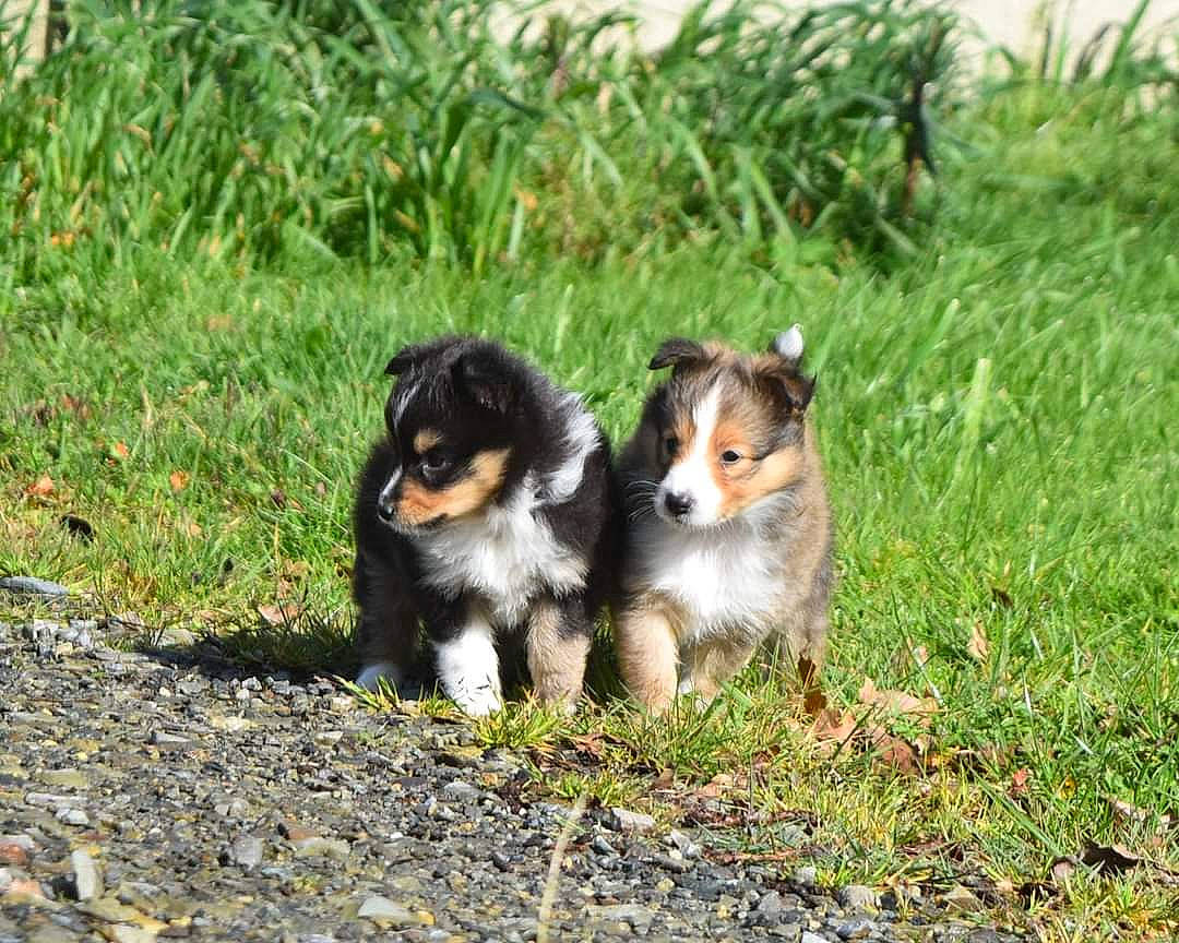 Achille a rejoint le concours — aidez-le/la à gagner de superbes lots ! bernese_mountain_dog, canidae, carnivore, companion_dog, dog, dog_breed, grass, plant, puppy, snout, sporting_group, terrestrial_animal, toy, toy_dog, working_dog