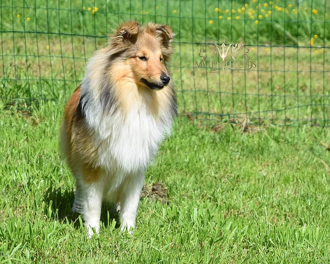 Athena participe au concours pour gagner de l'argent avec cette photo : canidae, carnivore, collie, companion_dog, dog, dog_breed, fawn, felidae, fence, grass, grassland, herding_dog, pasture, plant, rough_collie, scotch_collie, shetland_sheepdog, sporting_group, terrestrial_animal, whiskers