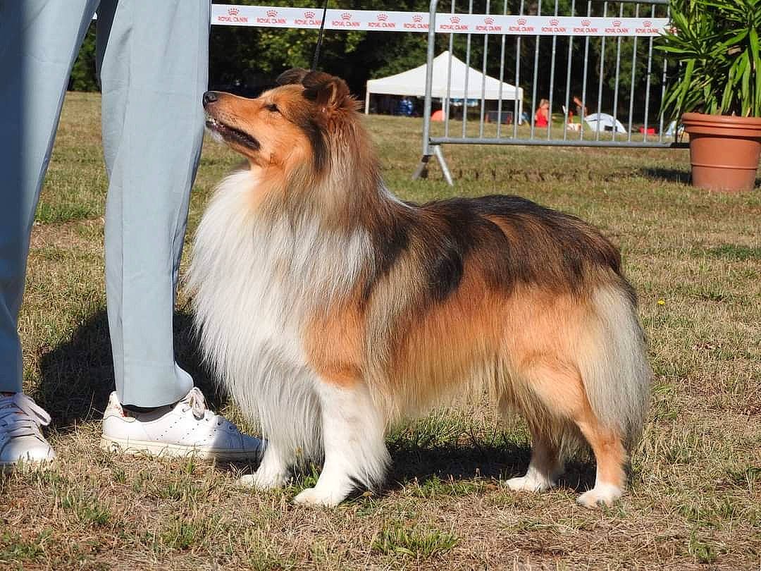 Phlegethon a rejoint le concours — aidez-le/la à gagner de superbes lots ! canidae, carnivore, collie, companion_dog, dog, dog_breed, fawn, felidae, flowerpot, fur, grass, herding_dog, houseplant, plant, rough_collie, scotch_collie, shetland_sheepdog, snout, tail, whiskers