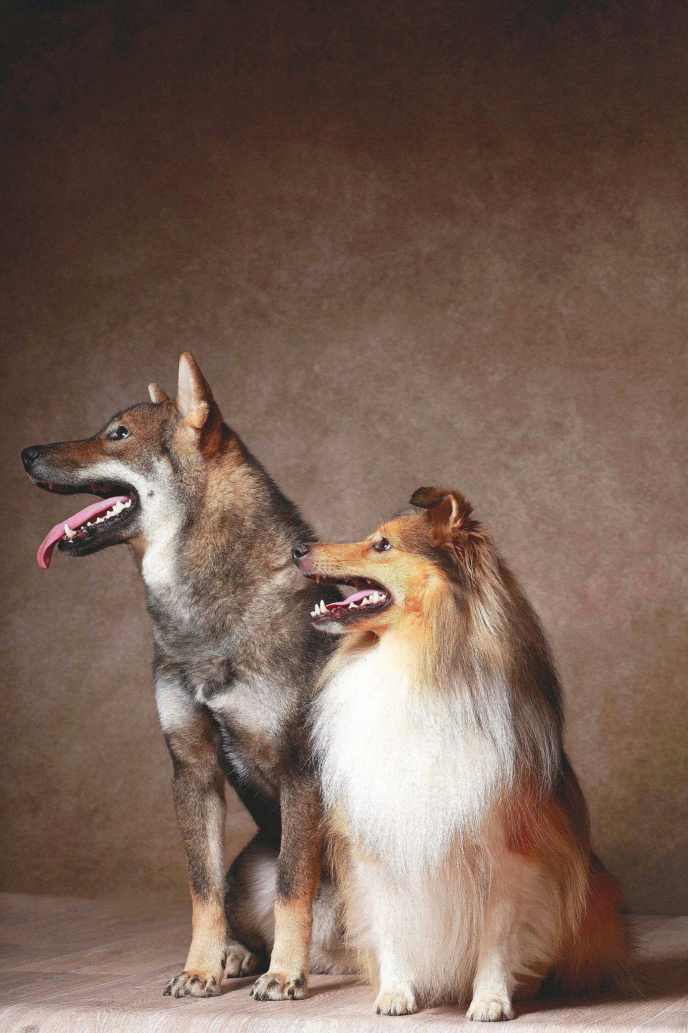 Phlegethon a rejoint le concours — aidez-le/la à gagner de superbes lots ! ancient_dog_breeds, biting, canidae, carnivore, collie, companion_dog, dog, dog_breed, fawn, foot, fur, rough_collie, snout, sporting_group, tail, terrestrial_animal, whiskers, wildlife, working_animal, working_dog