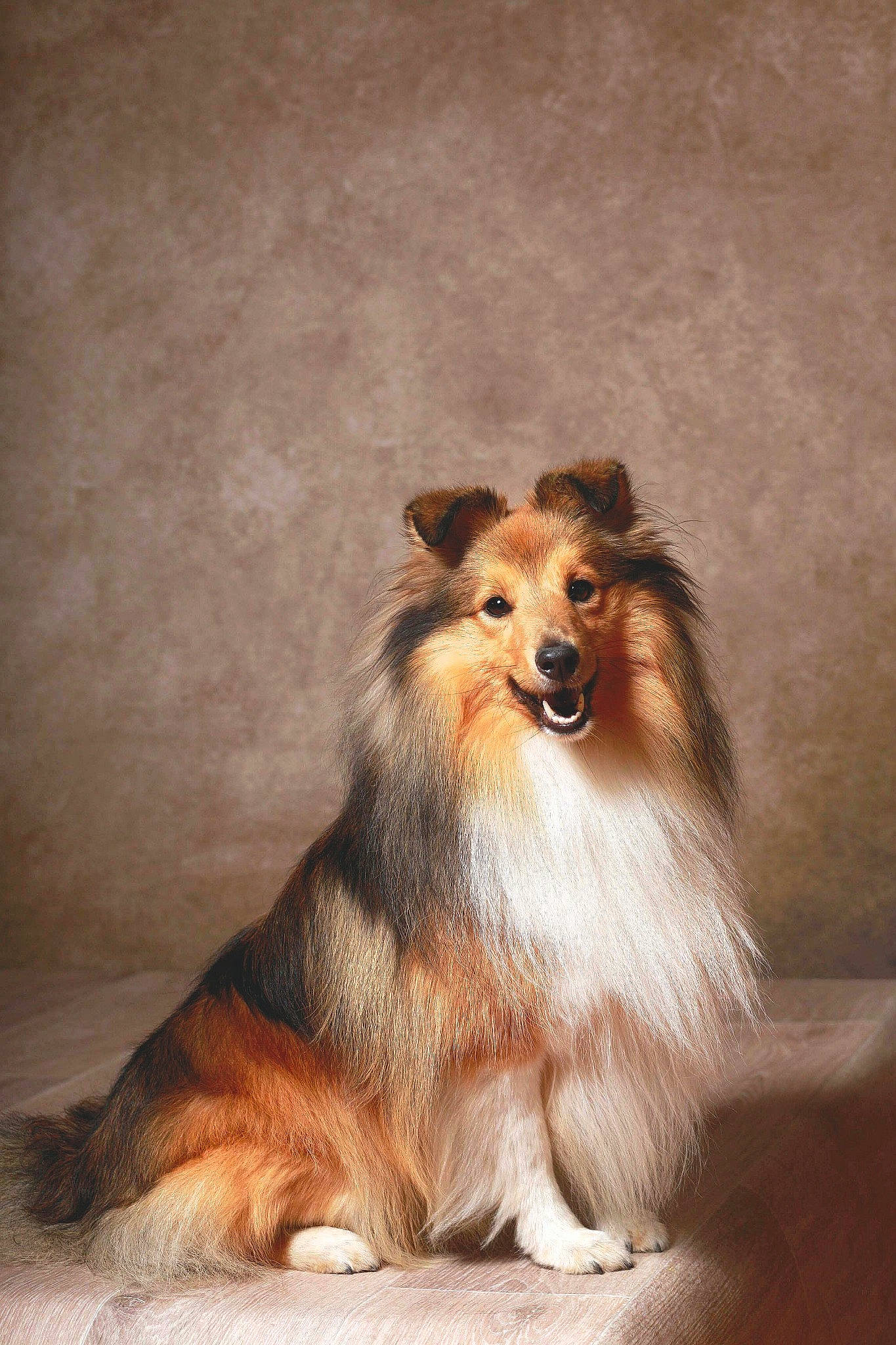 Phlegethon a rejoint le concours — aidez-le/la à gagner de superbes lots ! canidae, carnivore, collie, companion_dog, dog, dog_breed, fawn, fur, rough_collie, shetland_sheepdog, smile, snout, terrestrial_animal, whiskers, wildlife, wood