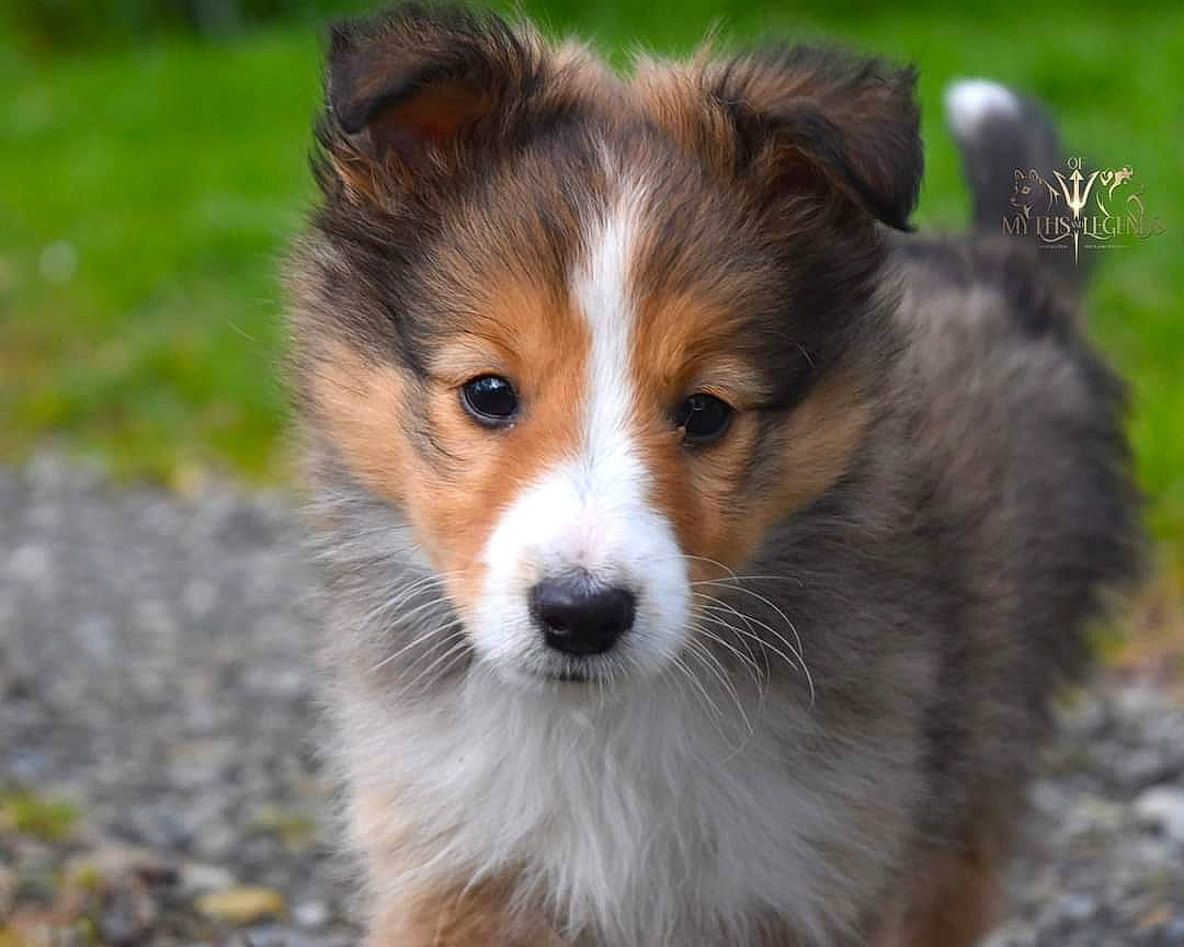 Variant a rejoint le concours — aidez-le/la à gagner de superbes lots ! ancient_dog_breeds, australian_shepherd, canidae, carnivore, close_up, companion_dog, dog, dog_breed, fur, grass, herding_dog, natural_landscape, snout, sporting_group, terrestrial_animal, whiskers, working_dog