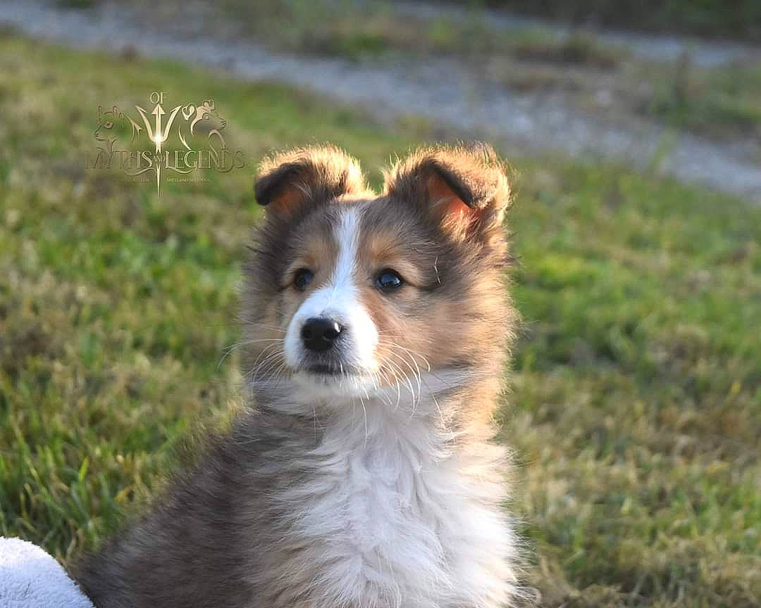 Variant participe au concours pour gagner de l'argent avec cette photo : australian_collie, australian_shepherd, canidae, carnivore, companion_dog, dog, dog_breed, fawn, fur, grass, herding_dog, miniature_australian_shepherd, plant, snout, sporting_group, terrestrial_animal, toy_dog, whiskers, wildlife, working_dog