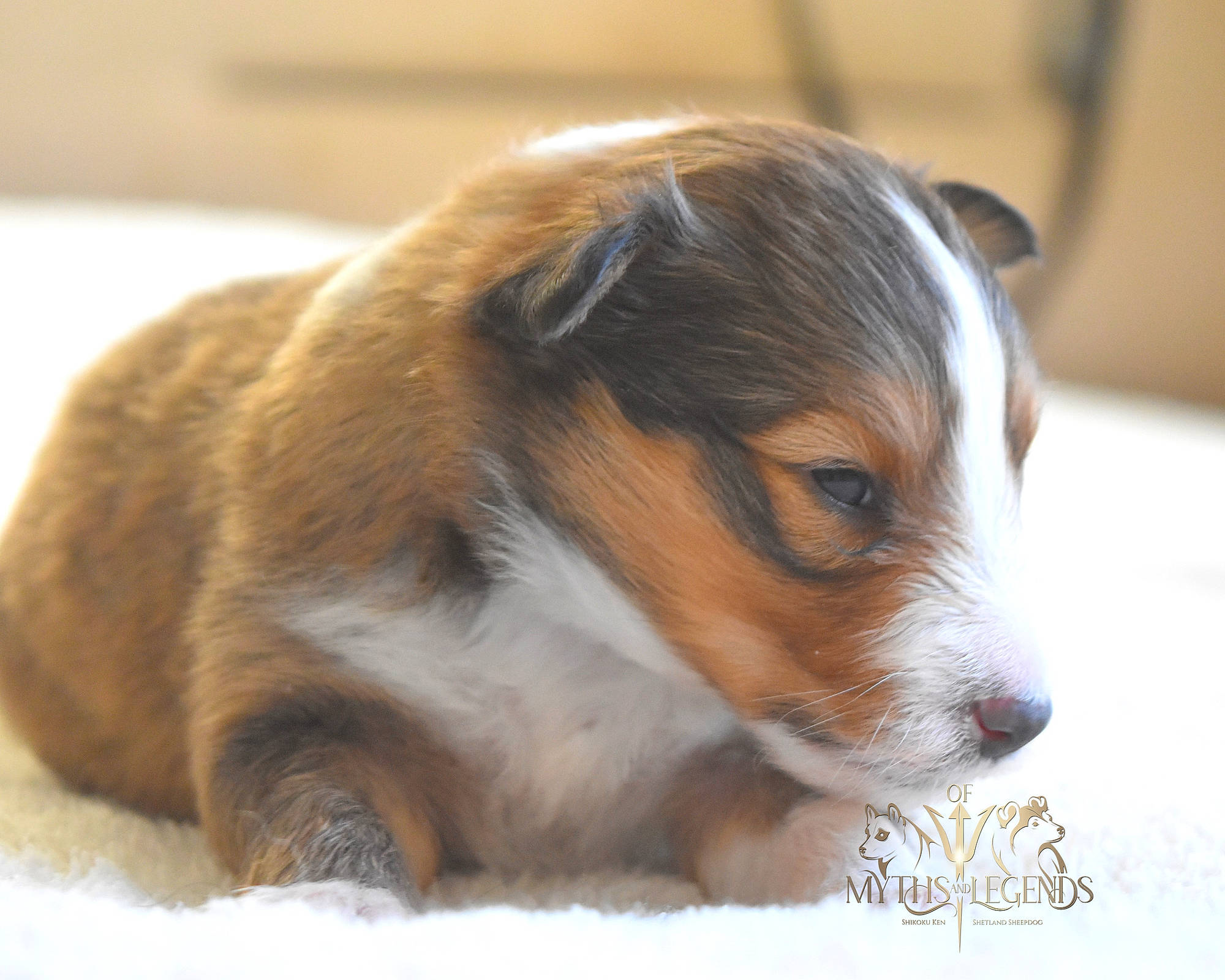 Variant a rejoint le concours — aidez-le/la à gagner de superbes lots ! canidae, carnivore, companion_dog, dog, dog_breed, fawn, fur, puppy, sporting_group, terrestrial_animal, toy_dog, whiskers, working_animal