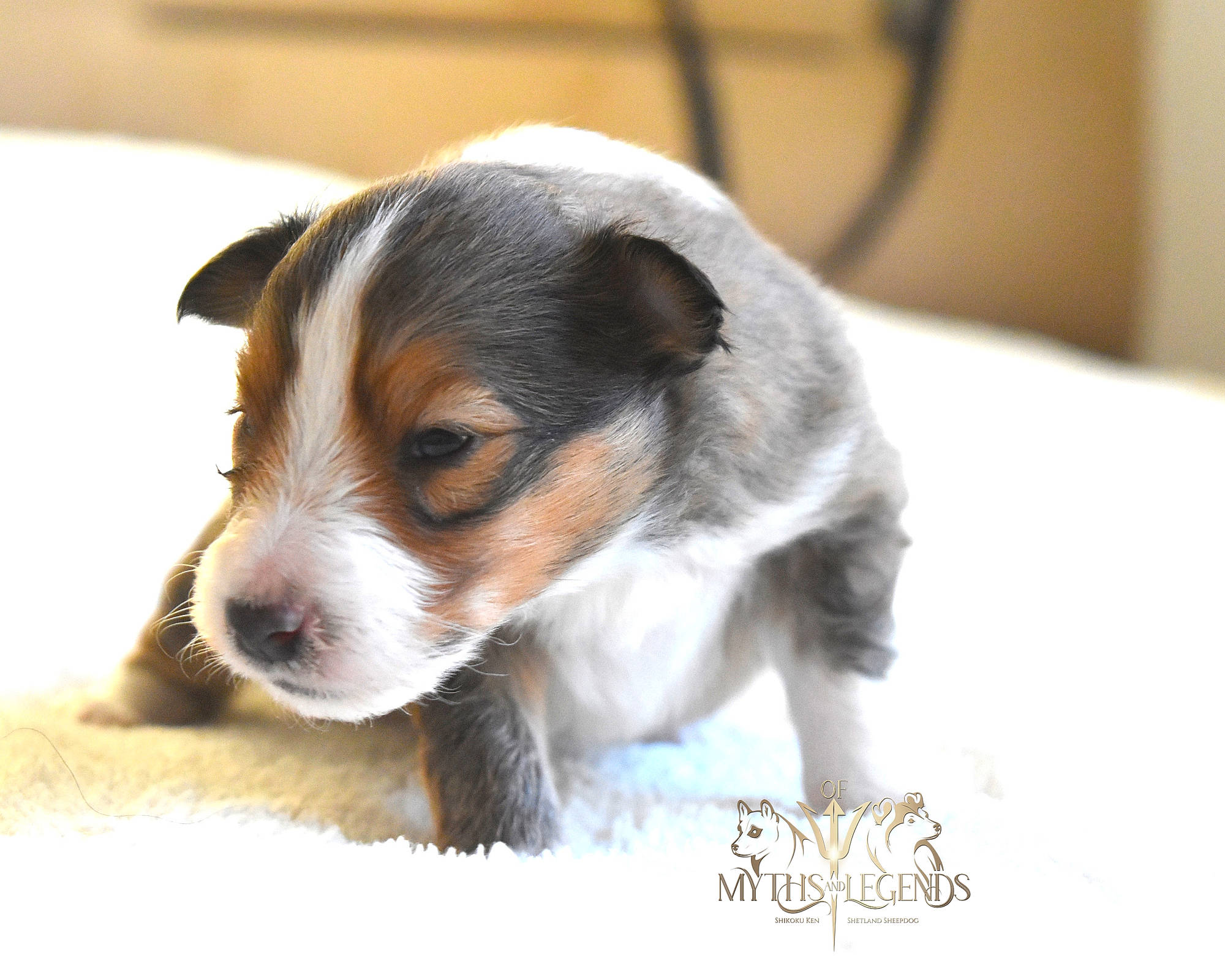 Variant participe au concours pour gagner de l'argent avec cette photo : canidae, carnivore, companion_dog, dog, dog_breed, irishjacks, paw, puppy, snout, sporting_group, terrestrial_animal, whiskers