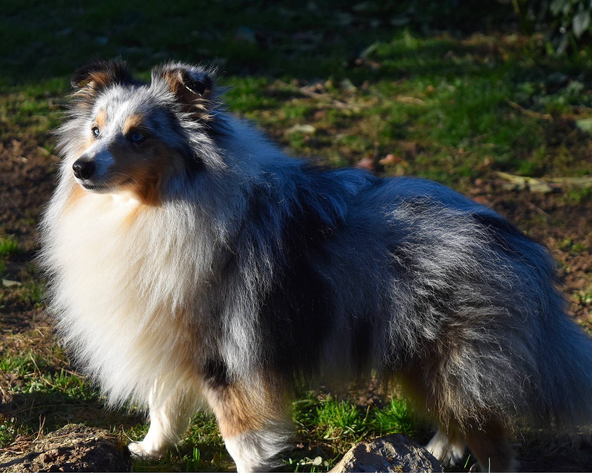 Poseidon participe au concours pour gagner de l'argent avec cette photo : canidae, carnivore, collie, common_opossum, companion_dog, dog_breed, fur, grass, herding_dog, plant, possum, scotch_collie, shetland_sheepdog, snout, sporting_group, terrestrial_animal, tree, whiskers, window, working_dog