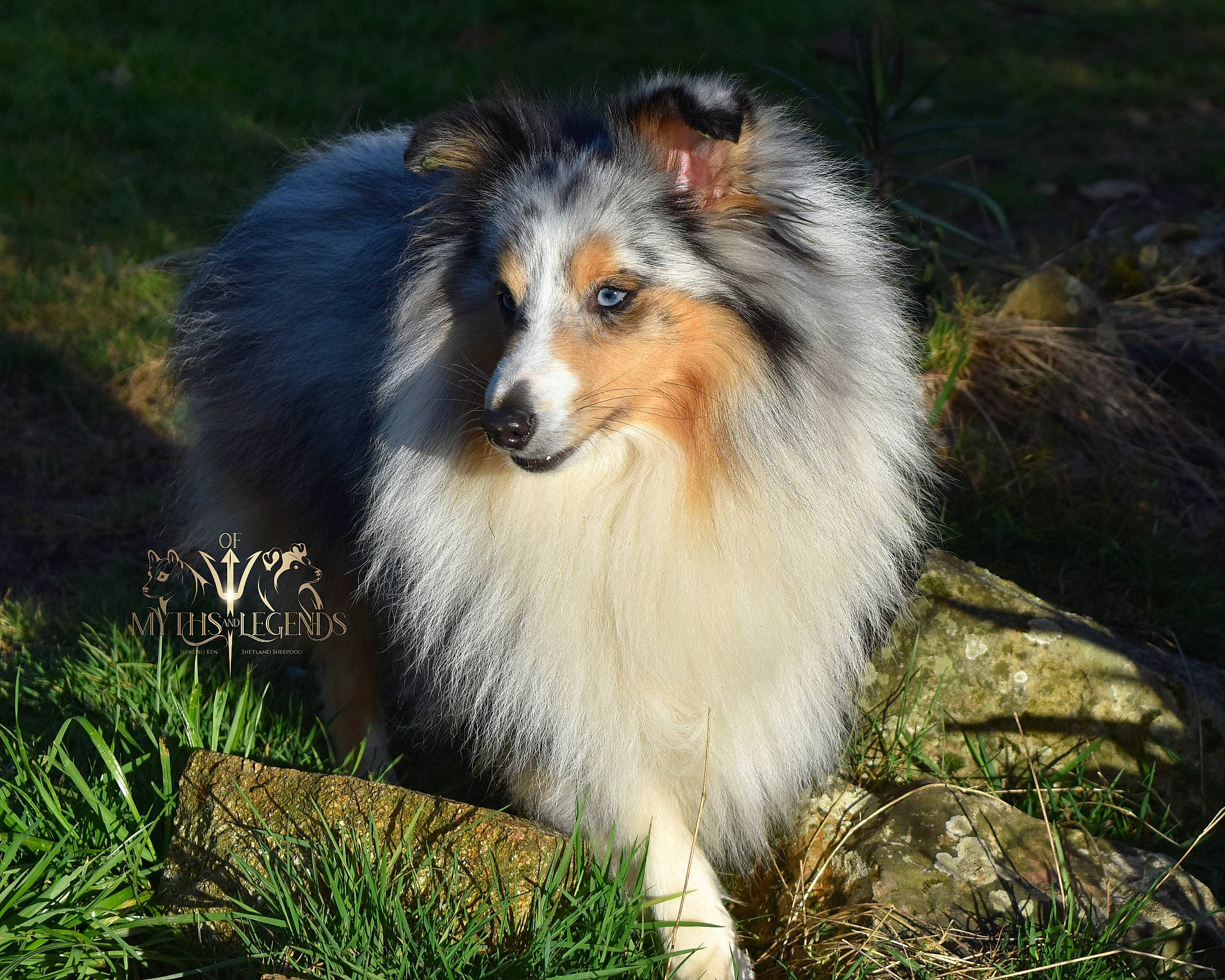 Poseidon participe au concours pour gagner de l'argent avec cette photo : australian_collie, canidae, carnivore, collie, companion_dog, dog, dog_breed, fur, grass, herding_dog, plant, rough_collie, scotch_collie, shetland_sheepdog, snout, sporting_group, terrestrial_animal, whiskers, wildlife, working_dog