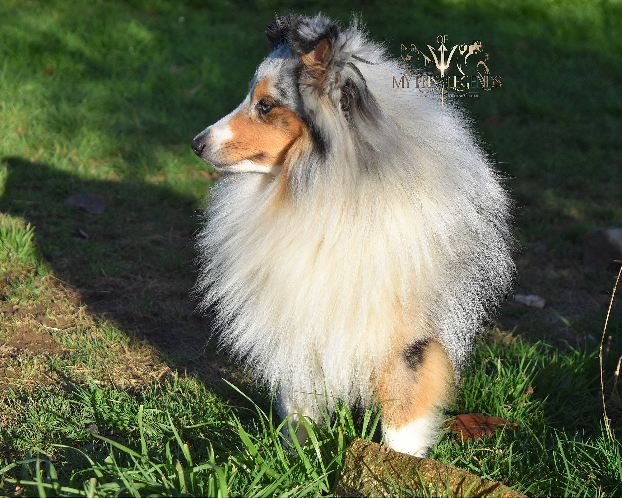 Poseidon a rejoint le concours — aidez-le/la à gagner de superbes lots ! canidae, carnivore, collie, companion_dog, dog, dog_breed, fur, grass, herding_dog, plant, rough_collie, scotch_collie, shetland_sheepdog, snout, sporting_group, terrestrial_animal, tree, whiskers, wildlife, working_dog