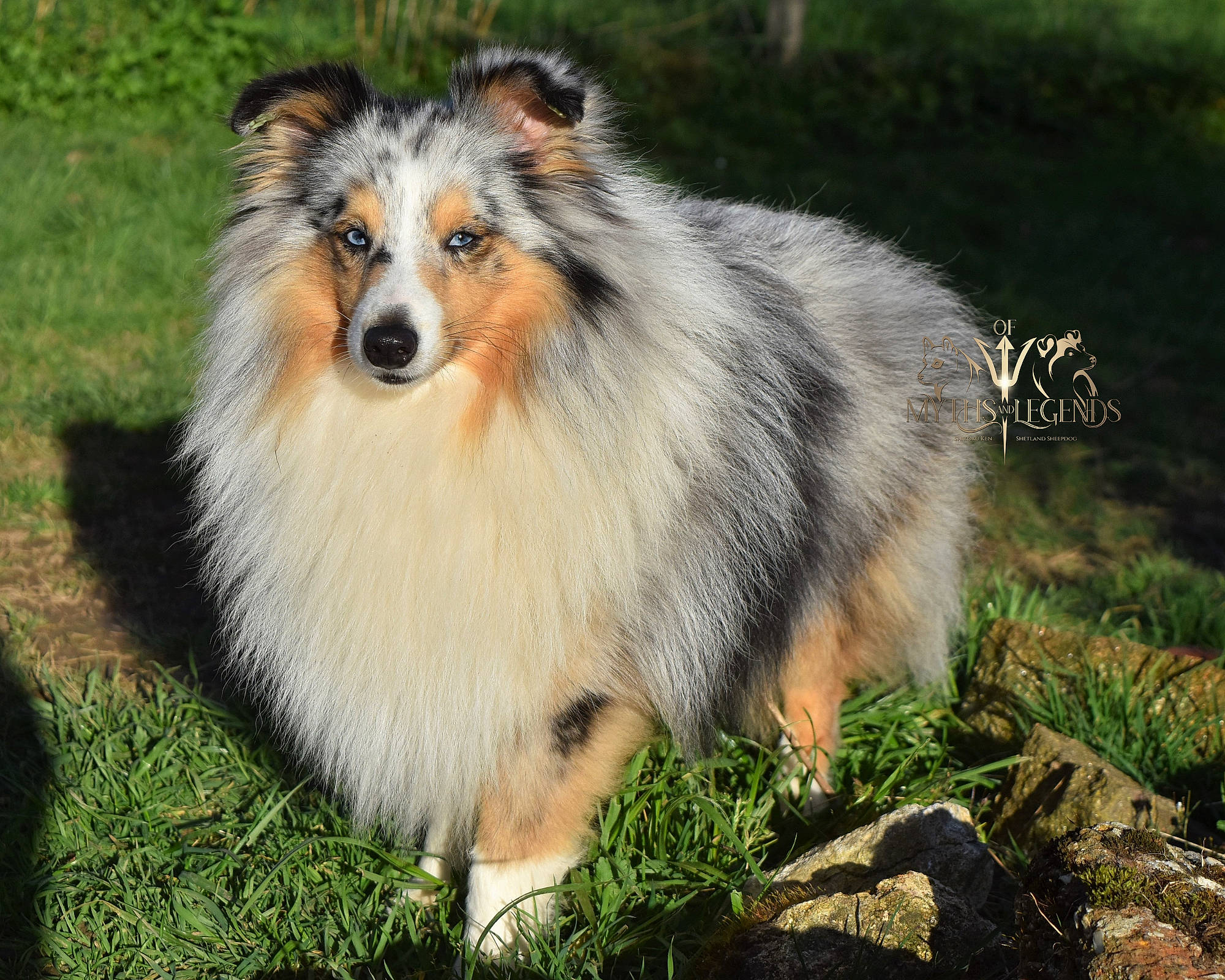Poseidon participe au concours pour gagner de l'argent avec cette photo : australian_collie, carnivore, collie, companion_dog, dog, dog_breed, fur, grass, herding_dog, plant, rough_collie, scotch_collie, shetland_sheepdog, snout, sporting_group, terrestrial_animal, tree, whiskers, wildlife, working_dog