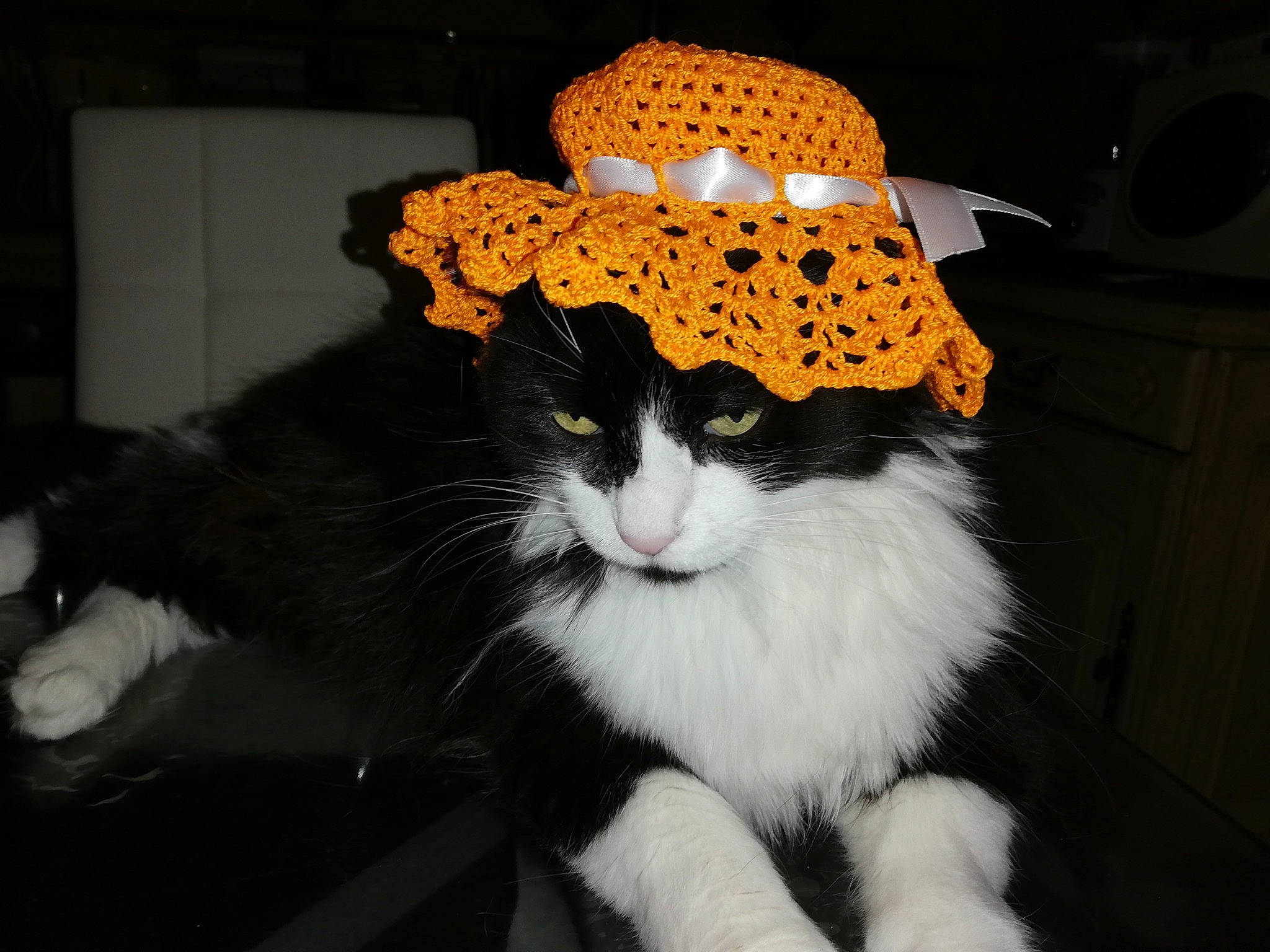 Manouche a rejoint le concours — aidez-le/la à gagner de superbes lots ! cap, carnivore, cat, costume, costume_hat, event, fashion_accessory, felidae, fur, hat, lampshade, personal_protective_equipment, small_to_medium_sized_cats, tail, terrestrial_animal, whiskers