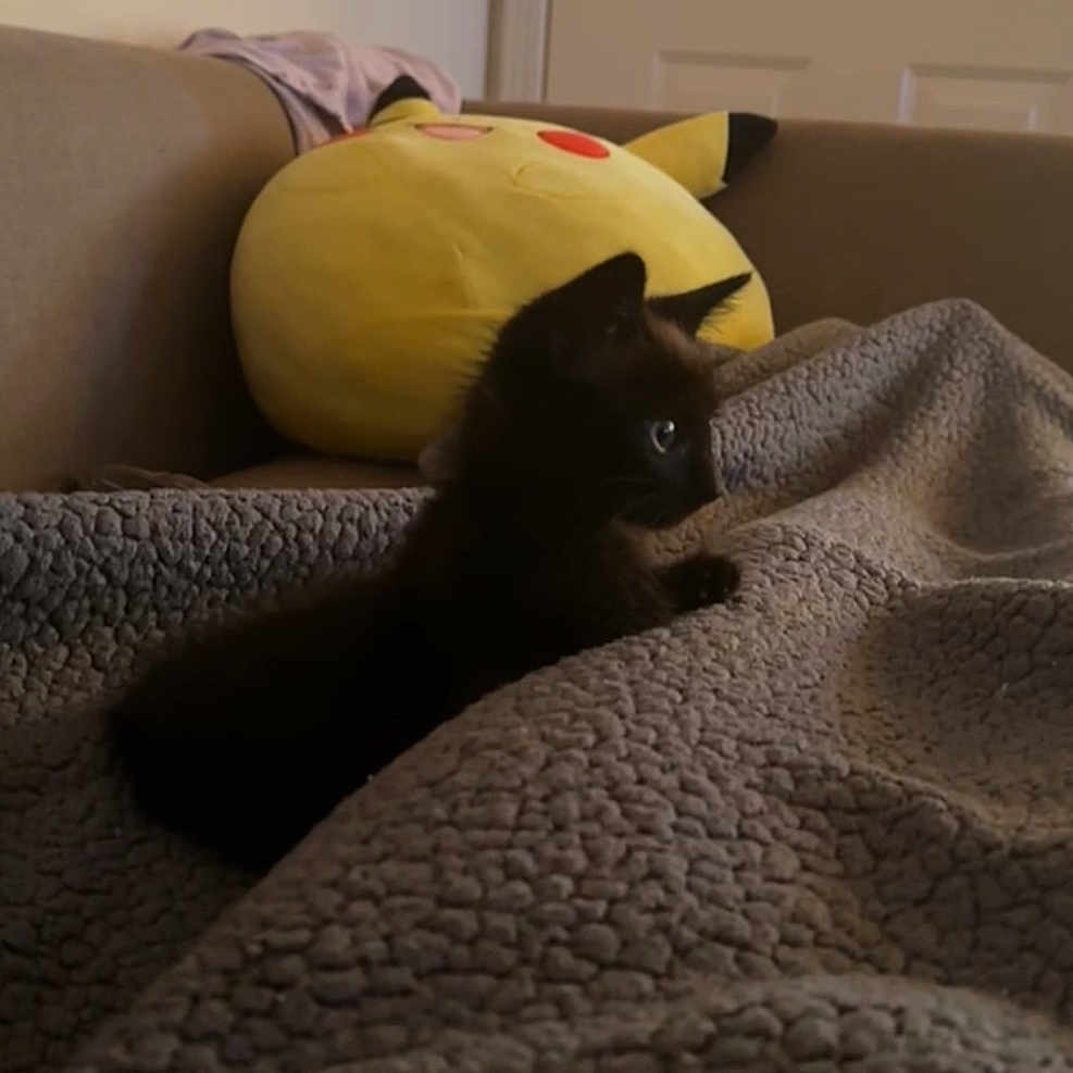 Kyanite joined the competition — help win amazing prizes! animal, black_cat, blanket, couch, cozy, curious, cute, domestic, feline, furniture, home, indoor, kitten, pet, pikachu, plush_toy, relaxation, small, soft_texture, toy