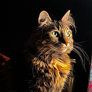 Kiki joined the competition — help win amazing prizes! cat, tabby, fluffy, green_eyes, whiskers, portrait, pet, indoor, feline, fur, animal, closeup, looking_away, soft_light, dark_background, cute, domestic_cat, mammal, alert, sitting