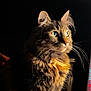 cat, tabby, fluffy, green_eyes, whiskers, portrait, pet, indoor, feline, fur, animal, closeup, looking_away, soft_light, dark_background, cute, domestic_cat, mammal, alert, sitting