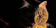 Kiki is registered to the contest to win money with this photo: cat, animal, feline, pet, portrait, fur, whiskers, eyes, dark_background, shadow, lighting, mystery, closeup, cute, tabby, domestic_animal, mammal, indoor, quiet, still_life