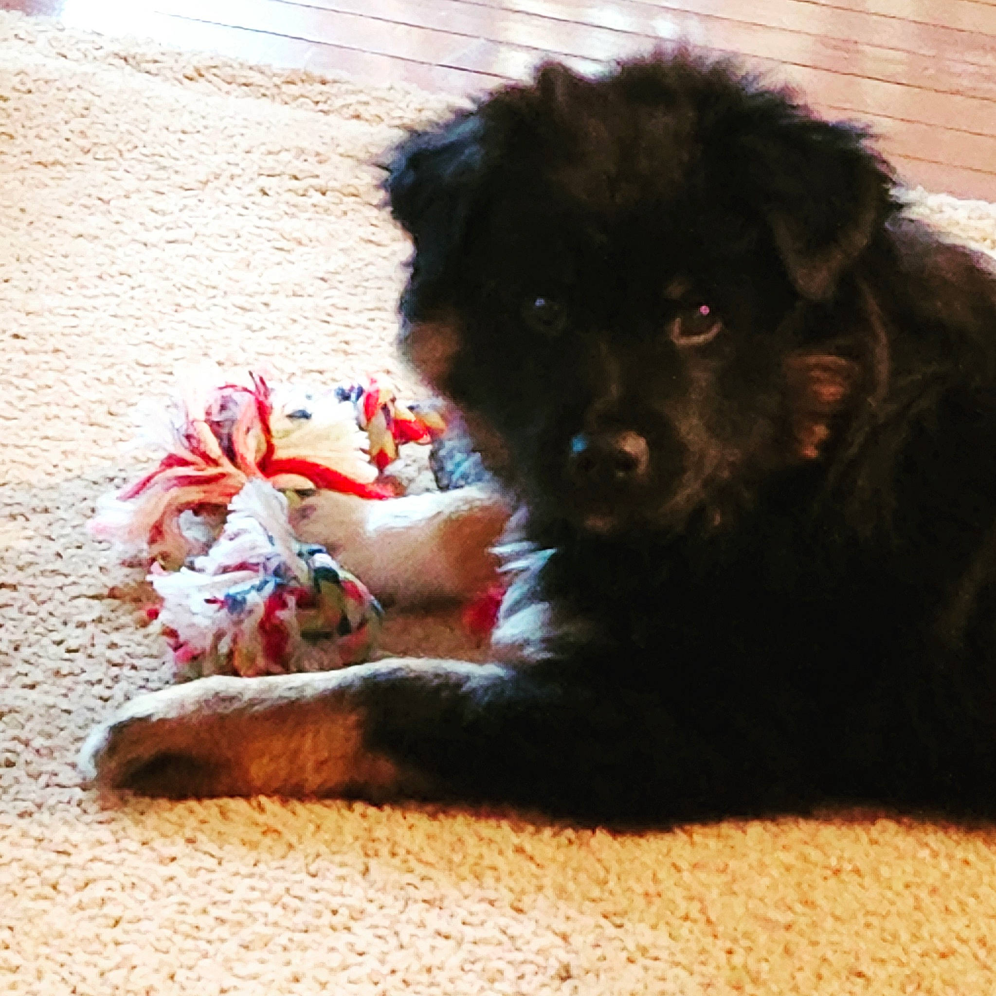 Boomer is registered to the contest to win money with this photo: canidae, carmine, carnivore, claw, companion_dog, dog, dog_breed, fawn, felidae, foot, fur, liver, paw, snout, sporting_group, tail, terrestrial_animal, toy, vertebrate, working_animal