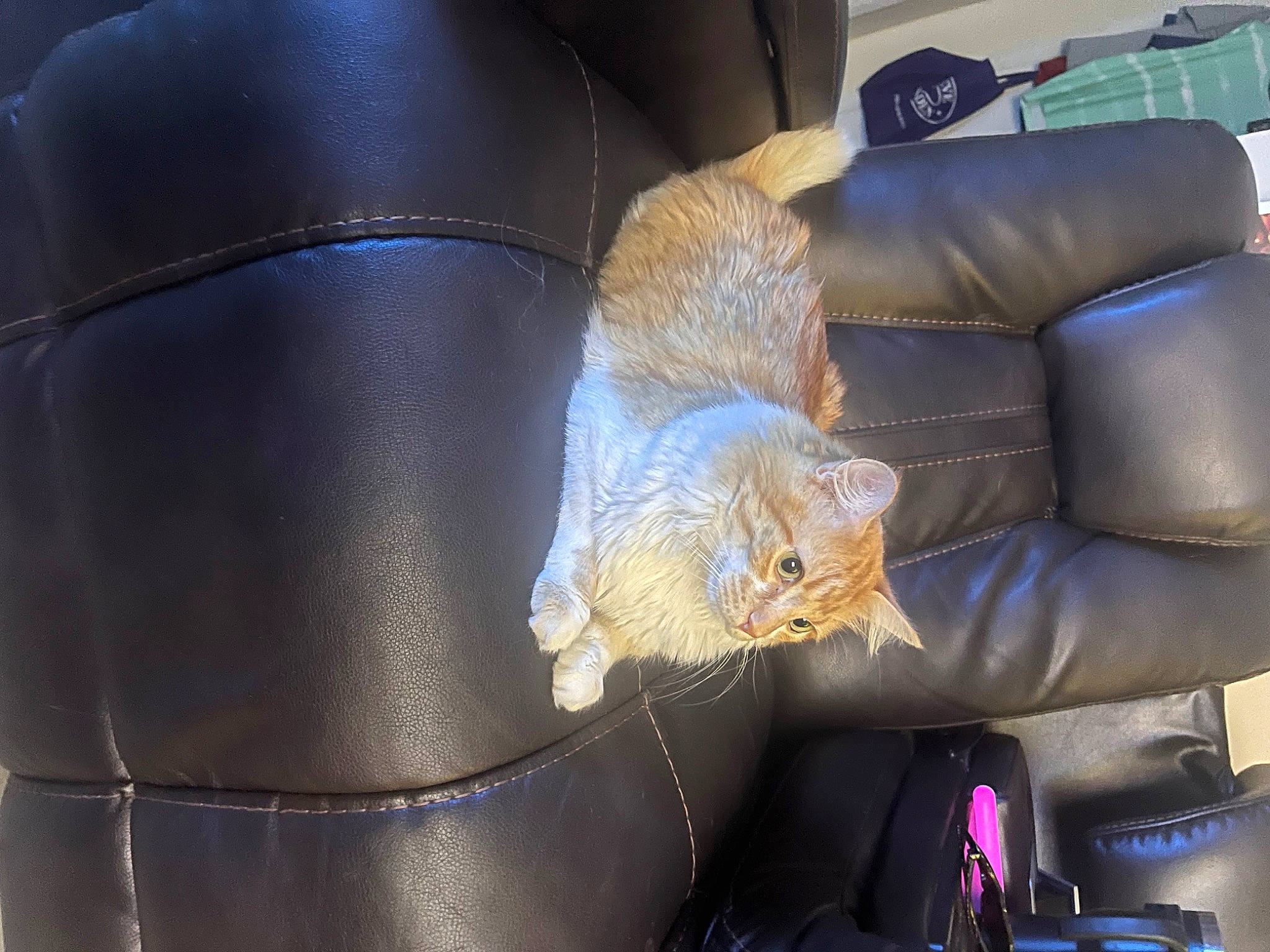 Pickles is registered to the contest to win money with this photo: armrest, auto_part, automotive_design, blue, car_seat, car_seat_cover, carnivore, cat, chair, comfort, couch, electric_blue, felidae, fender, fur, furniture, hat, metal, motor_vehicle, whiskers