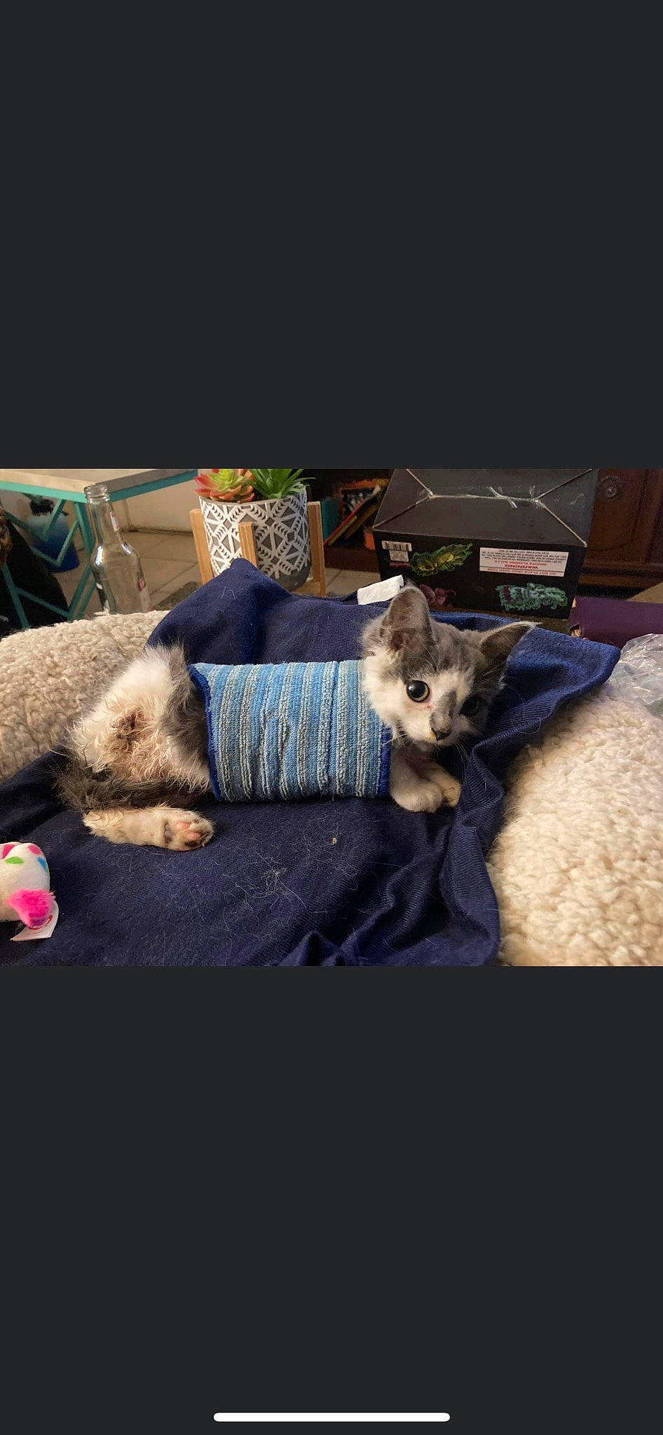 Lefty joined the competition — help win amazing prizes! carnivore, comfort, companion_dog, couch, dog_breed, electric_blue, fawn, felidae, fur, human_leg, lap, linens, selfie, small_to_medium_sized_cats, sporting_group, stuffed_toy, tail, toy, toy_dog, whiskers