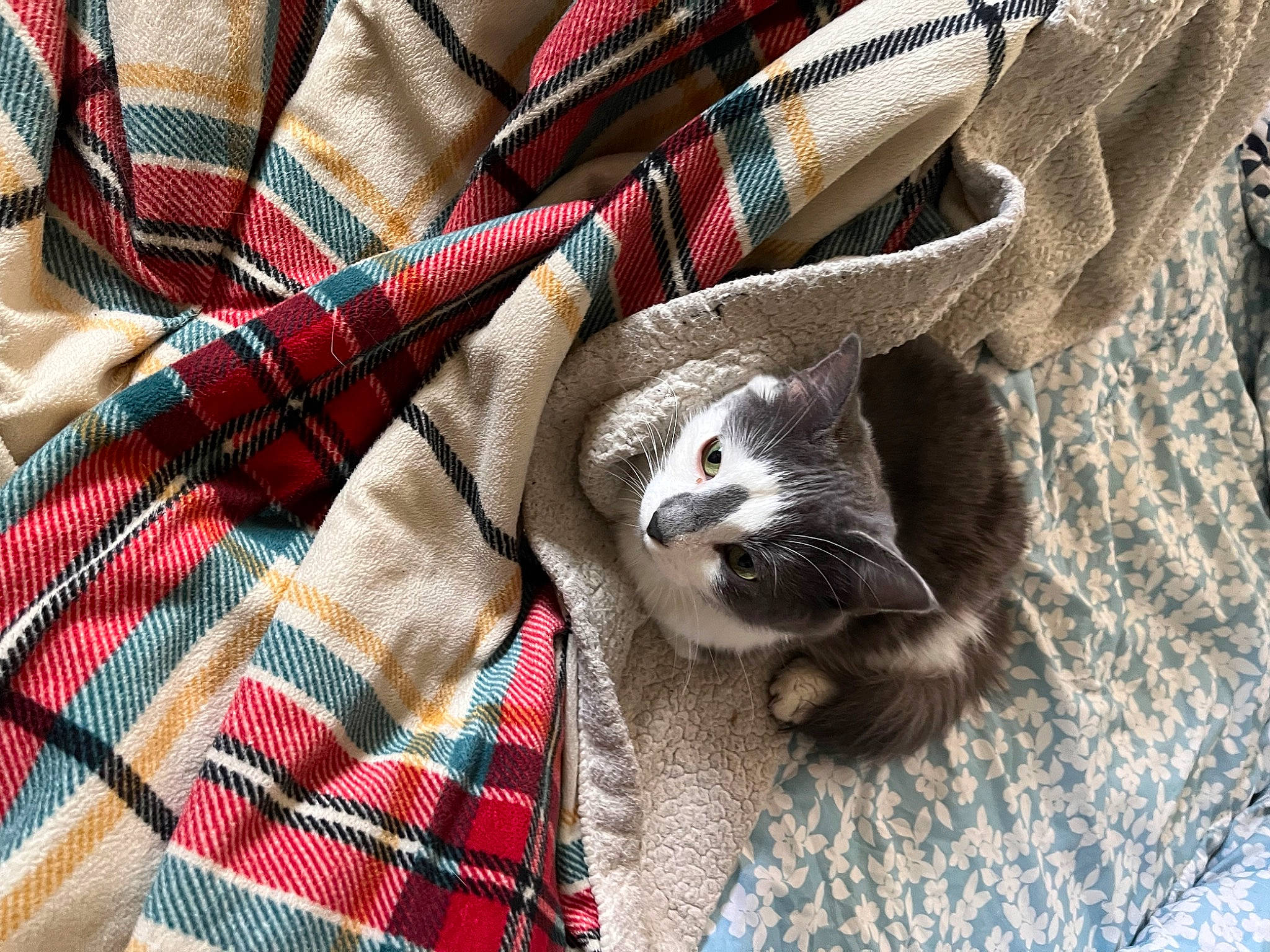 Lefty joined the competition — help win amazing prizes! carmine, carnivore, cat, comfort, domestic_short_haired_cat, fashion_accessory, felidae, fur, linens, pattern, paw, plaid, sleeve, small_to_medium_sized_cats, tail, tartan, textile, whiskers, wood, woven_fabric