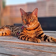 Rumba a rejoint le concours — aidez-le/la à gagner de superbes lots ! cat, bengal_cat, animal, pet, feline, table, wood, outdoor, relaxing, lying_down, fur, striped, spotted, ears, whiskers, paws, focused, background_blur, nature, garden