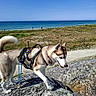 Viking a rejoint le concours — aidez-le/la à gagner de superbes lots ! dog, husky, rock, harness, leash, beach, sea, sky, grass, path, outdoor, nature, animal, pet, walking, sunny, daytime, landscape, coast, scenic