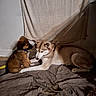 Viking participe au concours pour gagner de l'argent avec cette photo : dog, puppy, husky, animal, pet, indoor, blanket, brown, fur, floor, curious, resting, cute, companion, friendship, shadow, calm, domestic, mammal, quiet