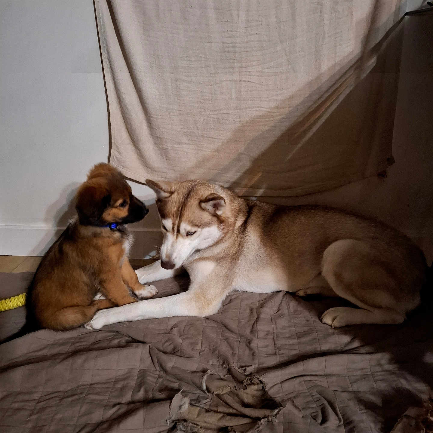 Viking participe au concours pour gagner de l'argent avec cette photo : dog, puppy, husky, animal, pet, indoor, blanket, brown, fur, floor, curious, resting, cute, companion, friendship, shadow, calm, domestic, mammal, quiet