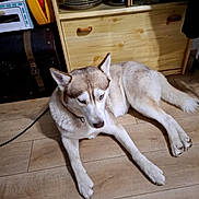 Viking a rejoint le concours — aidez-le/la à gagner de superbes lots ! dog, husky, indoor, wooden_floor, cabinet, pet, animal, canine, furniture, floor, domestic, resting, blue_eyes, looking_down, collar, household, light_shadow, kitchen, stacked_plates, leash