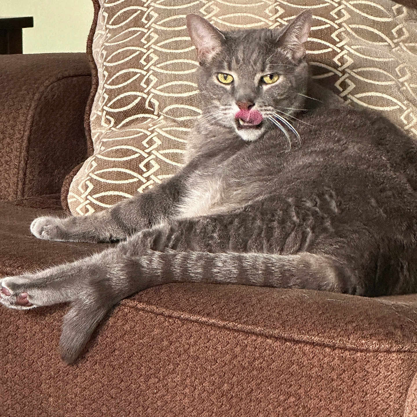 Luna is registered to the contest to win money with this photo: abyssinian, animal, architecture, armchair, bodypart, building, cat, chair, couch, cushion, furniture, homedecor, indoors, livingroom, manx, mouth, person, pet, room, tongue