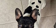 Appy a rejoint le concours — aidez-le/la à gagner de superbes lots ! dog, french_bulldog, puppy, black_and_white, spotted, tile_floor, pet, animal, cute, looking_up, ears_up, indoors, small_dog, companion, adorable, canine, pet_portrait, young_dog, domestic_animal, curious