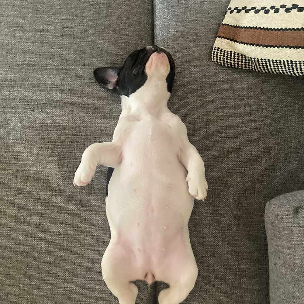 Appy a rejoint le concours — aidez-le/la à gagner de superbes lots ! animal, black, companion, couch, cozy, cute, dog, domestic_animal, fur, gray, indoor, lying_down, mammal, pet, puppy, relaxed, resting, sleeping, small_dog, white