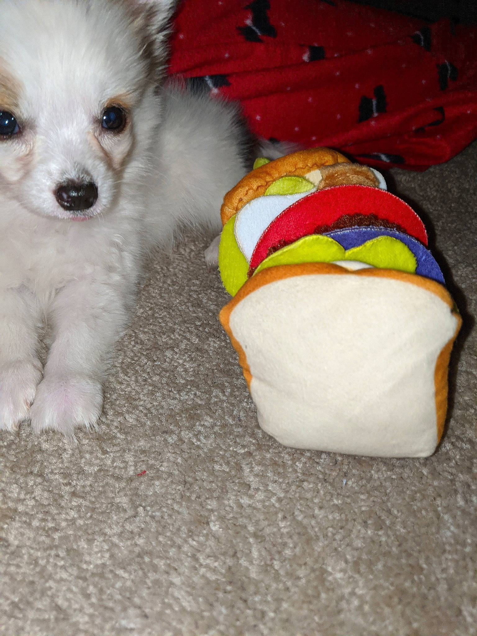 Teddy joined the competition — help win amazing prizes! canidae, carnivore, companion_dog, dog, dog_breed, dog_clothes, japanese_spitz, mammal, non_sporting_group, pomeranian, puppy, rare_breed_dog, sporting_group, toy_dog