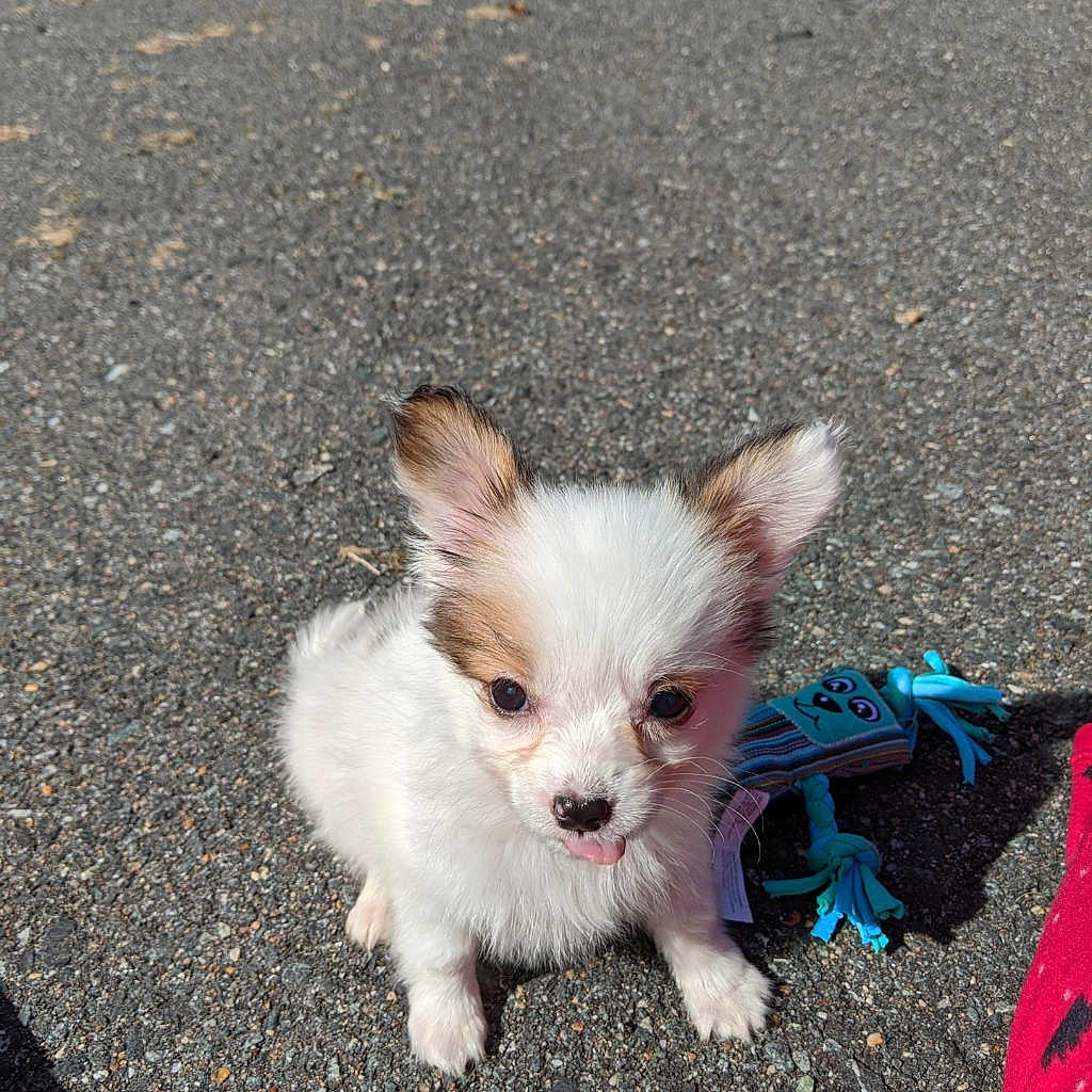 Teddy