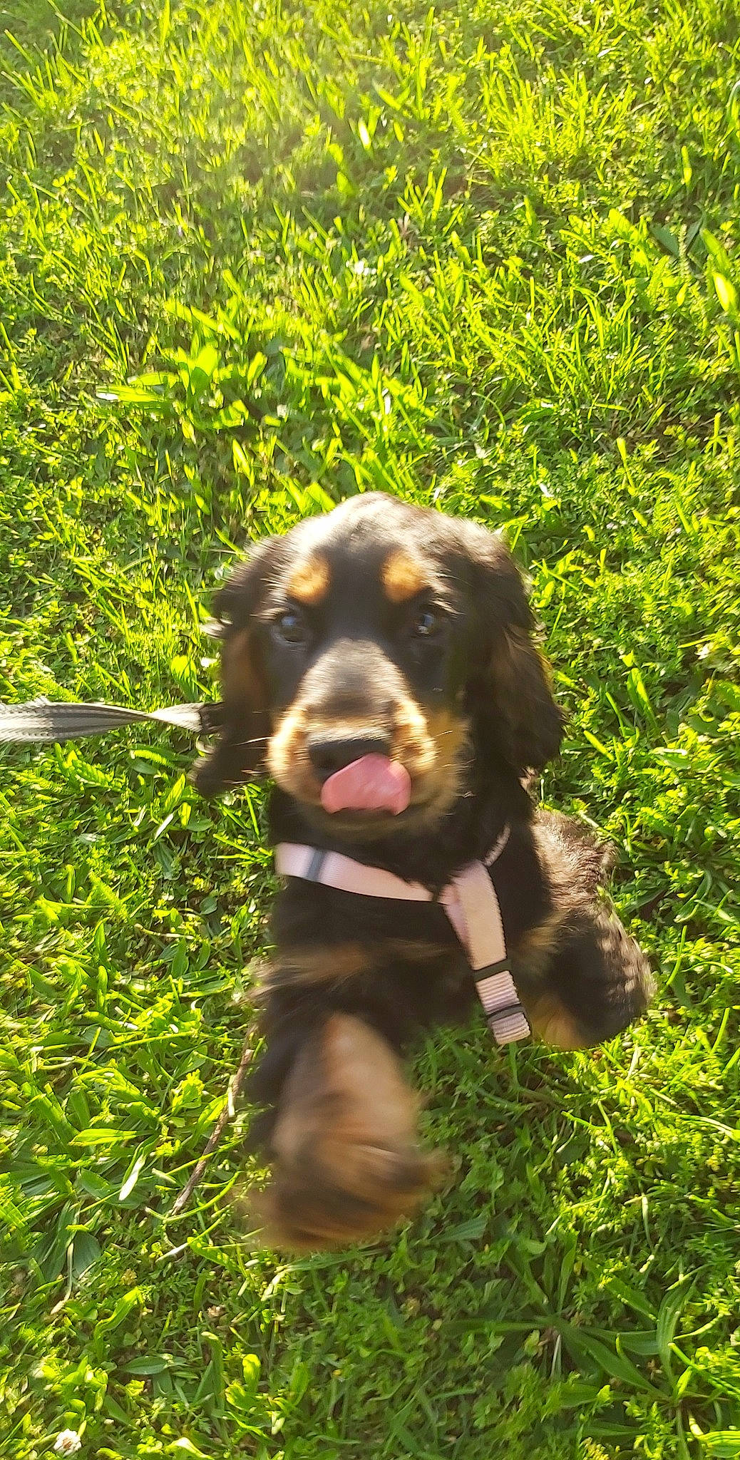 Sia participe au concours pour gagner de l'argent avec cette photo : ball, bernese_mountain_dog, biting, canidae, carnivore, companion_dog, dog, dog_breed, grass, hound, liver, plant, retriever, snout, spaniel, sporting_group, terrestrial_animal, terrestrial_plant, working_animal, working_dog