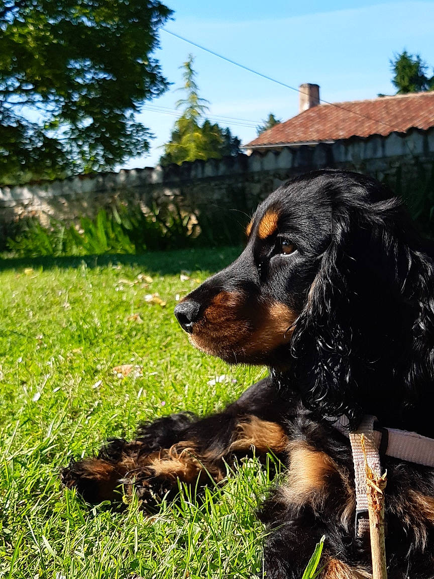 Sia participe au concours pour gagner de l'argent avec cette photo : canidae, carnivore, companion_dog, dog, dog_breed, door, grass, hunting_dog, liver, plant, sky, snout, sporting_group, terrestrial_animal, tree, working_animal, working_dog