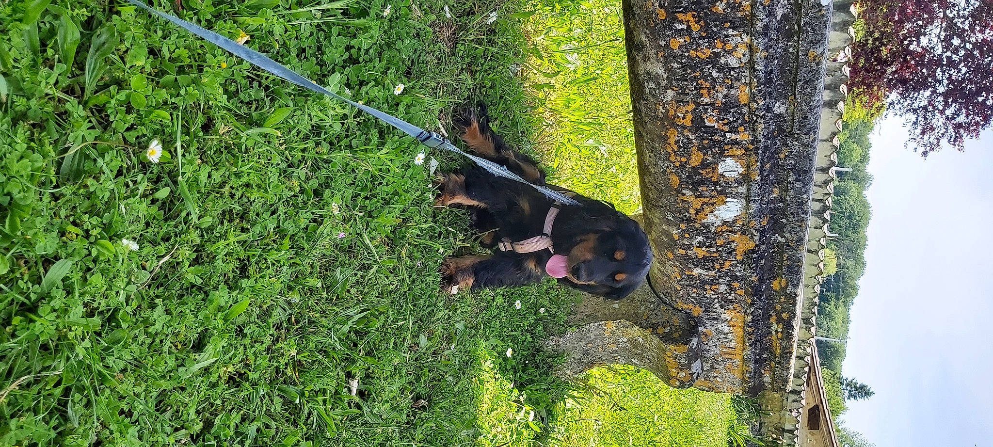 Sia a rejoint le concours — aidez-le/la à gagner de superbes lots ! canidae, carnivore, dog, dog_breed, forest, grass, groundcover, guard_dog, hunting_dog, jungle, natural_environment, plant, shrub, sporting_group, terrestrial_animal, terrestrial_plant, tree, trunk, wildlife, working_animal