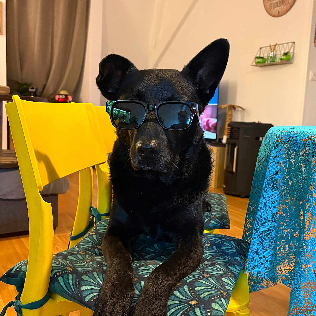 Blaki participe au concours pour gagner de l'argent avec cette photo : animal, black_dog, blue_tablecloth, chair, cool, cushion, dog, domestic, furniture, home, household, indoor, pet, portrait, relaxing, resting, sunglasses, table, wooden_floor, yellow_chair
