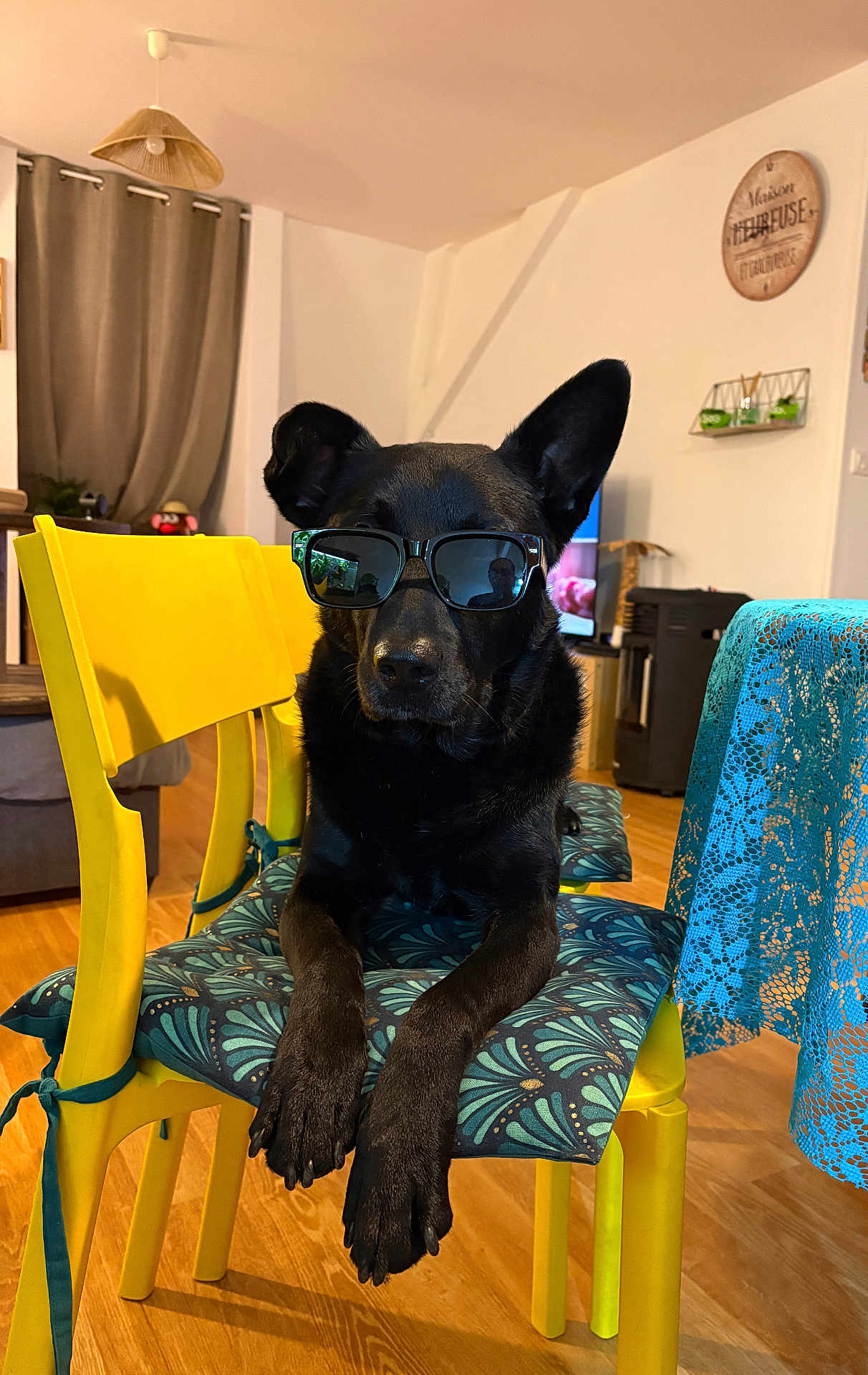 Blaki participe au concours pour gagner de l'argent avec cette photo : dog, black_dog, sunglasses, chair, yellow_chair, cushion, indoor, home, wooden_floor, table, blue_tablecloth, pet, animal, furniture, relaxing, cool, portrait, household, domestic, resting
