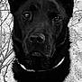 Blaki participe au concours pour gagner de l'argent avec cette photo : dog, black_dog, close_up, portrait, sweater, outdoor, stone_wall, branches, animal, pet, fur, ears, face, eyes, nose, texture, black_and_white, canine, looking, attentive
