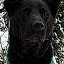 dog, black_dog, sweater, green_sweater, snow, winter, outdoor, forest, trees, nature, canine, pet, animal, portrait, cold, fur, ears, nose, eyes, winter_clothing